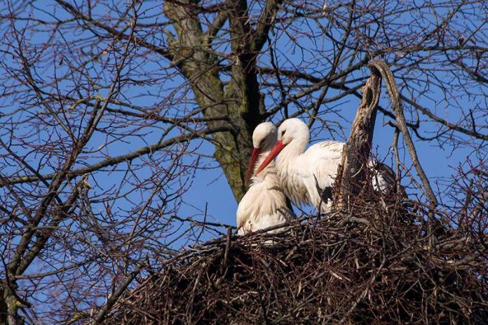 Weißstörche beziehen bereits ihre Nester im Zoo Heidelberg (Foto: Heidrun Knigge/Zoo Heidelberg)