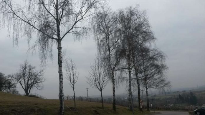 10 Birken an der Burg Steinsberg werden gefällt (Foto: Stadtverwaltung)