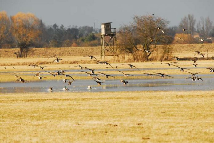 Blässgänse auf der Weschnitzinsel (Christian Zurek/HGON)