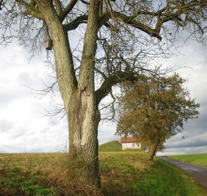 Ein neu aufgehängter Nistkasten am Weg „Lindengrund“ bei Adelsheim. (Foto: Landratsamt)