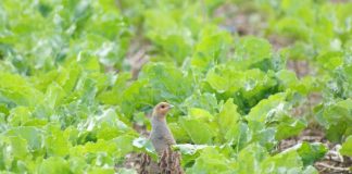 Rebhuhn in landwirtschaftlicher Nutzfläche. (Foto: René Greiner)