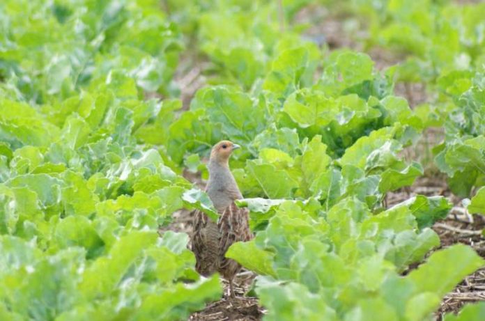 Rebhuhn in landwirtschaftlicher Nutzfläche. (Foto: René Greiner)