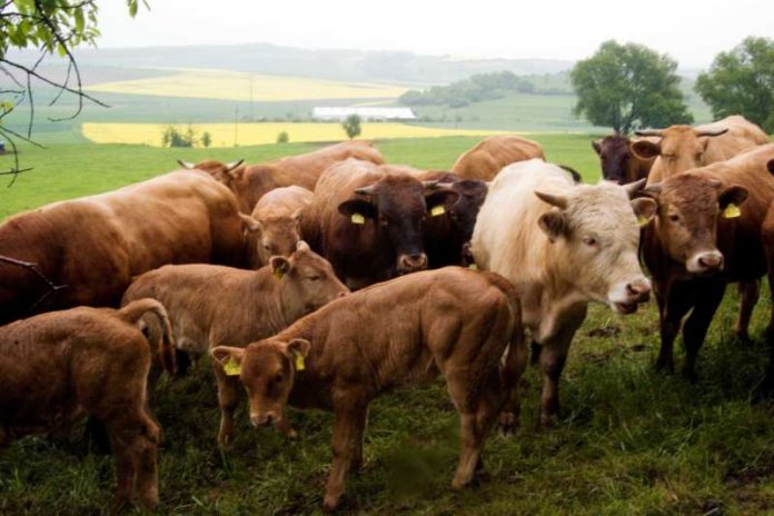 Glanrinder (Foto: Donnersberg-Touristik-Verband)