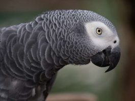 Graupapagei
