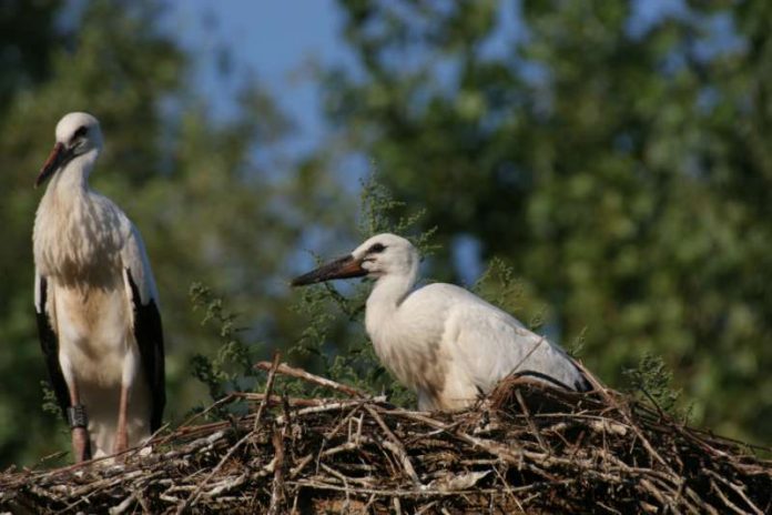 Jungstörche am Kreuzerhof (Foto: Jürgen Weidmann)