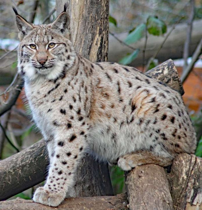 Die Luchse werden in ihrem neuen Gehege den zehnfachen Platz bekommen. Die majestätischen Tiere sollen trotzdem gut zu beobachten sein. (Foto: Stadt Karlsruhe)