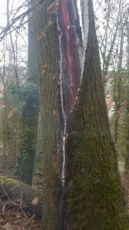 Baumbrand (Foto: Feuerwehr)