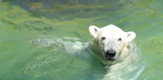 Eisbär Kap wird bald nach Karlsruhe zurückkehren. (Foto: Siegfried W. Kloth, Tierpark Neumünster)