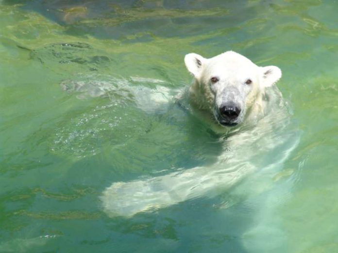 Eisbär Kap wird bald nach Karlsruhe zurückkehren. (Foto: Siegfried W. Kloth, Tierpark Neumünster)