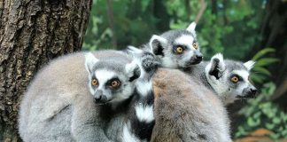 Kattas im Zoo Heidelberg (Foto: Petra Medan/Zoo Heidelberg)