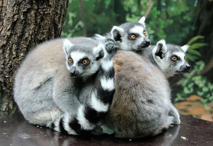 Kattas im Zoo Heidelberg (Foto: Petra Medan/Zoo Heidelberg) Kattas im Zoo Heidelberg (Foto: Petra Medan/Zoo Heidelberg)