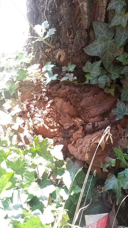 Bei dem mehrjährigen Pilz handelt es sich um einen Wurzelpilz, wobei es kein Versagenskriterium gibt. Das heißt, dass ein von einem solchen Pilz befallener Baum jederzeit und ohne Vorwarnung umstürzen kann. Eine Erkundung des genauen Schadensausmasses ist bei einem solchen Befall praktisch nicht umsetzbar, da im direkten Wurzelbereich des Baums kein Schachten (d.h. Graben) möglich ist , da der Baum schon dadurch lethal geschädigt würde. (Foto: Stadtverwaltung)