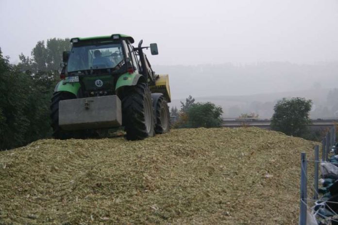 Landwirt beim Verdichten von Maissilage im Fahrsilo (Foto: BV)