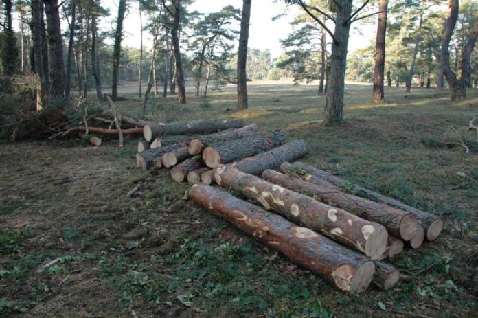 Zustand Maßnahmenfläche im Naturschutzgebiet Sandhausener Düne und Pflege Schönau-Galgenbuckel nach der Baumentnahme (Foto: RP)