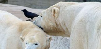 Wie werben Eisbären um das andere Geschlecht? Antworten gibt es bei den Sonderführungen zum Valentinstag (Foto: Zoo Karlsruhe)