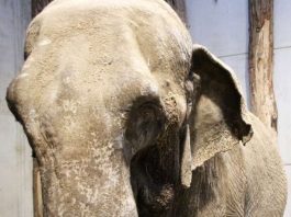 Der bisherige Besitzer hatte keine adäquate Unterbringungsmöglichkeit mehr für den Elefanten (Foto: Zoo Karlsruhe)