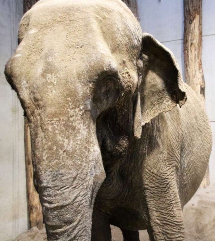 Der bisherige Besitzer hatte keine adäquate Unterbringungsmöglichkeit mehr für den Elefanten (Foto: Zoo Karlsruhe)