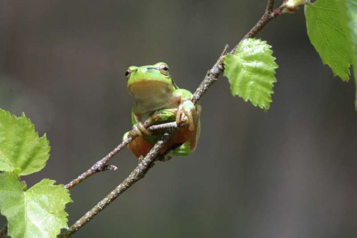 Laubfrosch (Foto: Andreas Malten)