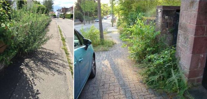 Das Zurückschneiden oder Entfernen dieser Sträucher ist Sache der Anlieger. (Foto: Stadtverwaltung)