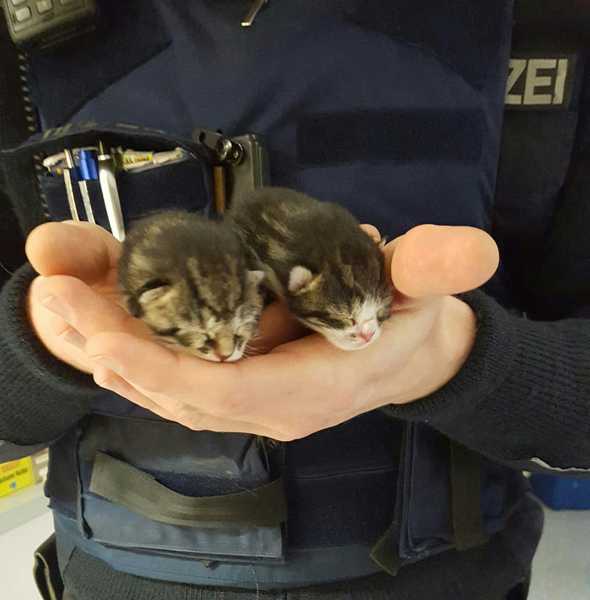 Die beiden Kätzchen konnten durch die Polizei gerettet werden