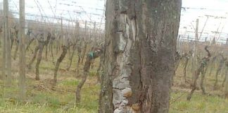 Pilzbefall an einem der Zwetschgenbäume (Foto: Stadtverwaltung)