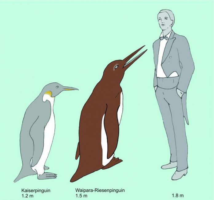 Der Waipara-Riesenpinguin im Größenvergleich zu einem Kaiserpinguin (dem größten lebenden Pinguin) und einem Menschen. © Senckenberg
