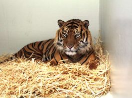 Sumatra-Tiger Vanni (Foto: Zoo Frankfurt)