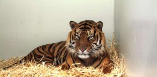 Sumatra-Tiger Vanni (Foto: Zoo Frankfurt)