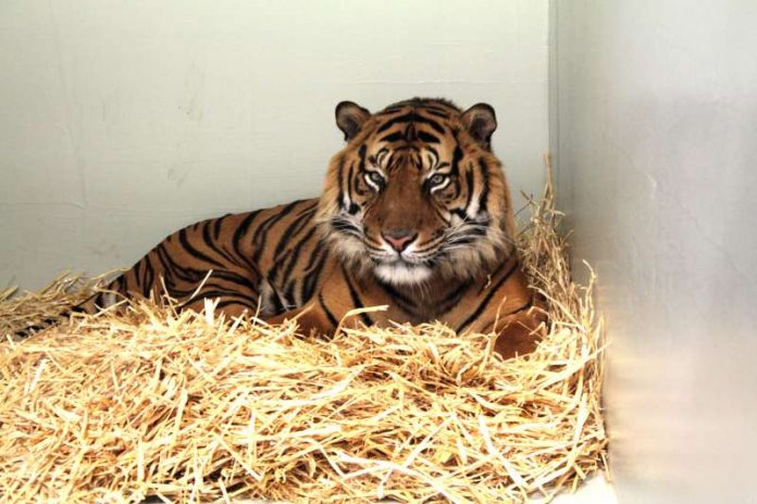 Sumatra-Tiger Vanni (Foto: Zoo Frankfurt)