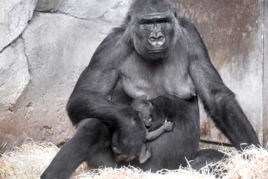 Bildbeschreibung: Westlicher Flachlandgorilla im Zoo Frankfurt (Foto: Matthias Besant)