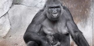 Bildbeschreibung: Westlicher Flachlandgorilla im Zoo Frankfurt (Foto: Matthias Besant)