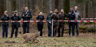 Der Luchs wurde am 7. März 2017 freigelassen (Foto: Stiftung Natur und Umwelt RLP / Martin Greve)