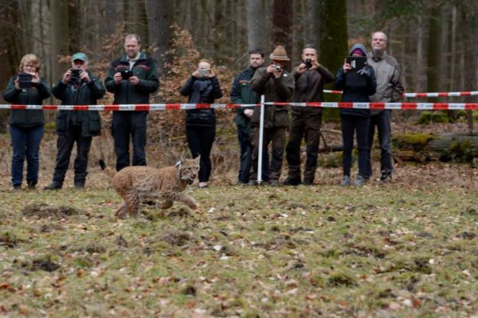 Der Luchs wurde am 7. März 2017 freigelassen (Foto: Stiftung Natur und Umwelt RLP / Martin Greve)