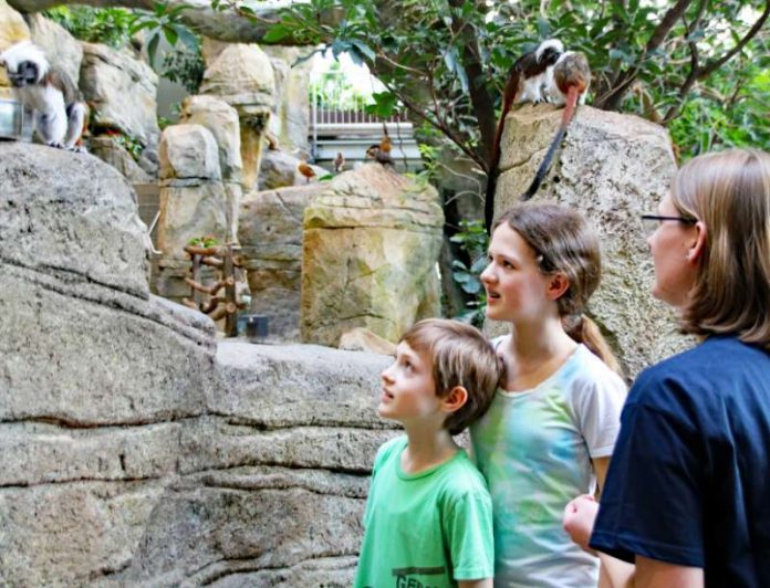 Eine Gruppe beobachtet im Exotenhaus die Lisztäffchen. In diesem Jahr waren bereits mehr Besucher im Zoologischen Stadtgarten als je zuvor. (Foto: Stadt Karlsruhe)