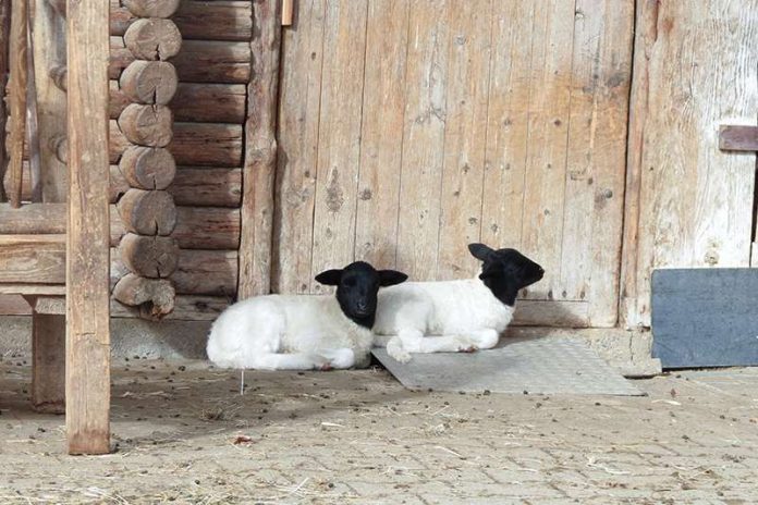 Die Jungtiere genießen die ersten wärmenden Sonnenstrahlen (Foto: Zoo Heidelberg)