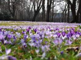 Lila Blütenmeer: So sieht es aktuell in den Landauer Parks aus – hier der Schillerpark. (Foto: Stadt Landau in der Pfalz)