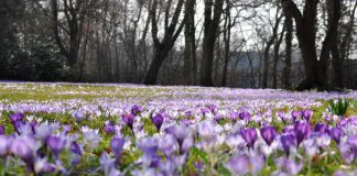 Lila Blütenmeer: So sieht es aktuell in den Landauer Parks aus – hier der Schillerpark. (Foto: Stadt Landau in der Pfalz)