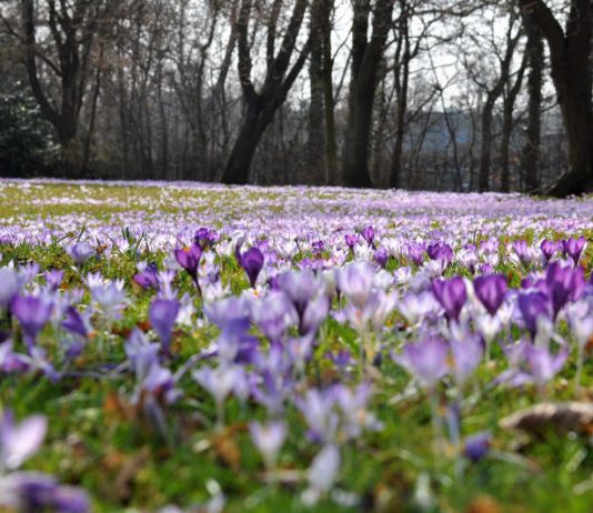 Lila Blütenmeer: So sieht es aktuell in den Landauer Parks aus – hier der Schillerpark. (Foto: Stadt Landau in der Pfalz)