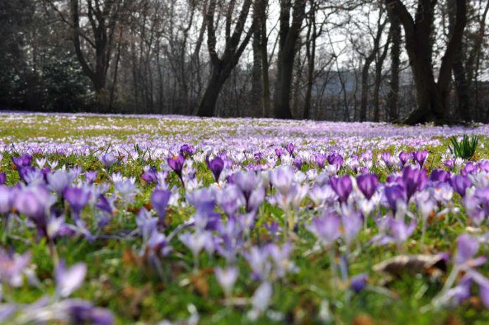 Lila Blütenmeer: So sieht es aktuell in den Landauer Parks aus – hier der Schillerpark. (Foto: Stadt Landau in der Pfalz)