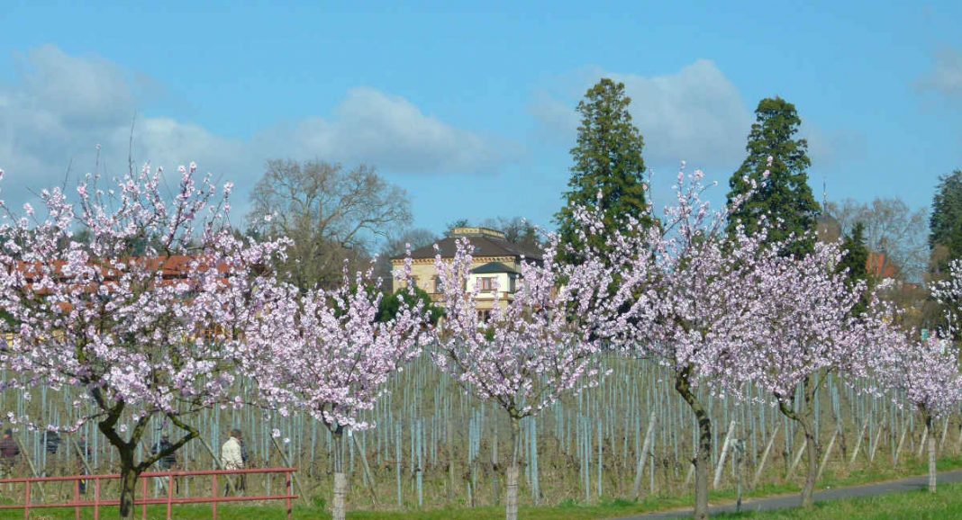 Mandelblüten (Foto: Kultur- und Weinbotschafter Pfalz e.V.)