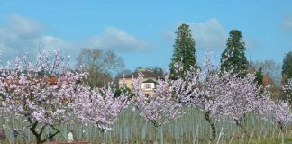 Mandelblüten (Foto: Kultur- und Weinbotschafter Pfalz e.V.)