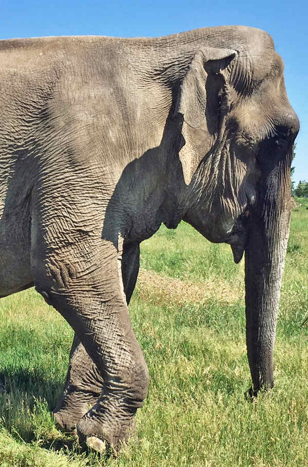 Die Asiatische Elefantenkuh Maya wird trotz einer Vorvereinbarung über die Abgabe an den Zoo Karlsruhe weiter im Zirkus auftreten. (Foto: Stadt Karlsruhe)