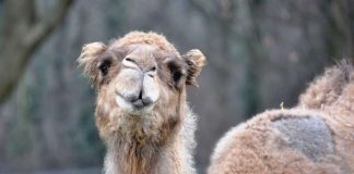 Dromedar Salome ist tot (Foto: Zoo Landau)