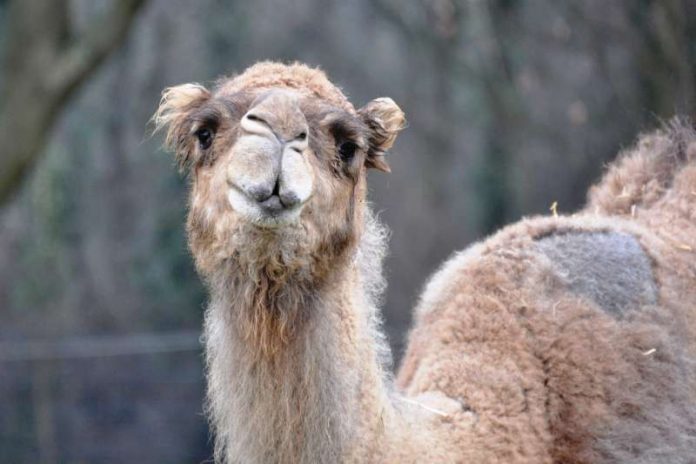 Dromedar Salome ist tot (Foto: Zoo Landau)