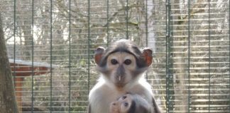 Weißscheitelmangabe IVY mit einem Geschwistertier im Zoo Landau in der Pfalz (Foto: Zoo Landau)