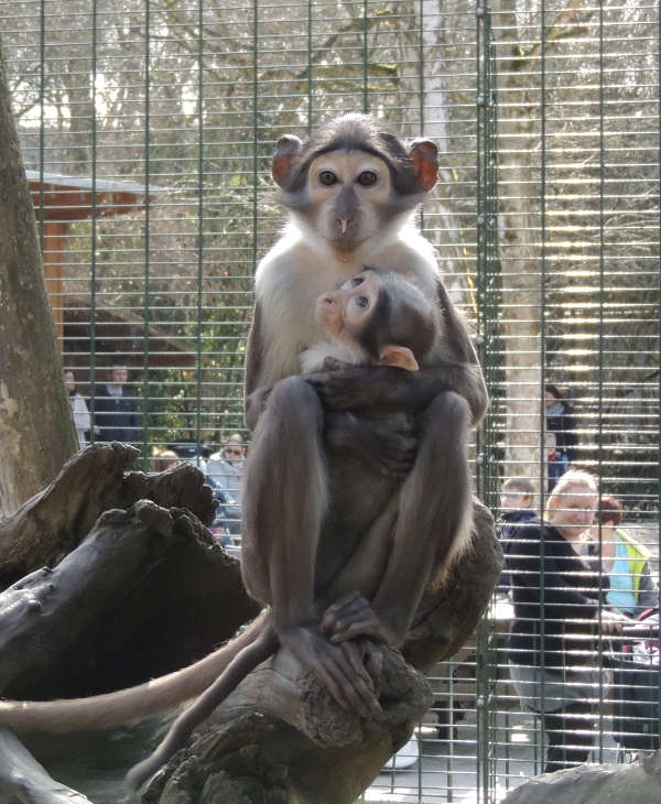 Weißscheitelmangabe IVY mit einem Geschwistertier im Zoo Landau in der Pfalz (Foto: Zoo Landau)