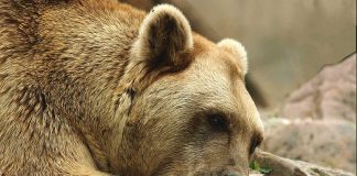 Benni war eine besondere Tierpersönlichkeit. (Foto: Gerd Löwenbrück/Zoo Heidelberg)