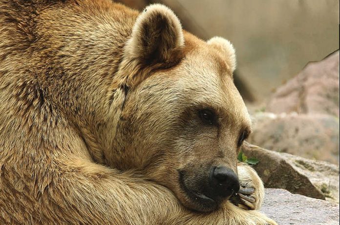 Benni war eine besondere Tierpersönlichkeit. (Foto: Gerd Löwenbrück/Zoo Heidelberg)