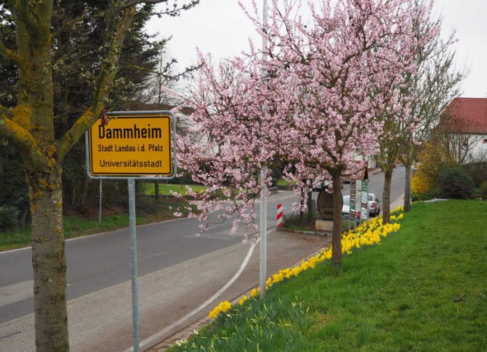Gemeinsam mit dem neuen Dorfentwicklungspartner Jochen Blecher lädt die Stadt Landau am 1. April um 14 Uhr zur ersten Auftaktveranstaltung im Rahmen des Dorfentwicklungsprozesses in die Turnhalle Dammheim ein. (Foto: Stadt Landau in der Pfalz) Gemeinsam mit dem neuen Dorfentwicklungspartner Jochen Blecher lädt die Stadt Landau am 1. April um 14 Uhr zur ersten Auftaktveranstaltung im Rahmen des Dorfentwicklungsprozesses in die Turnhalle Dammheim ein. (Foto: Stadt Landau in der Pfalz)