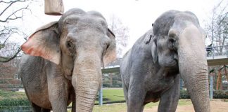 Nanda und Rani im Zoo Karlsruhe: Elefantenkühe verschiedener Altersklassen leben in Herden zusammen. (Foto: Stadt Karlsruhe)